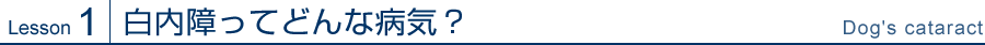 Lesson1 白内障ってどんな病気