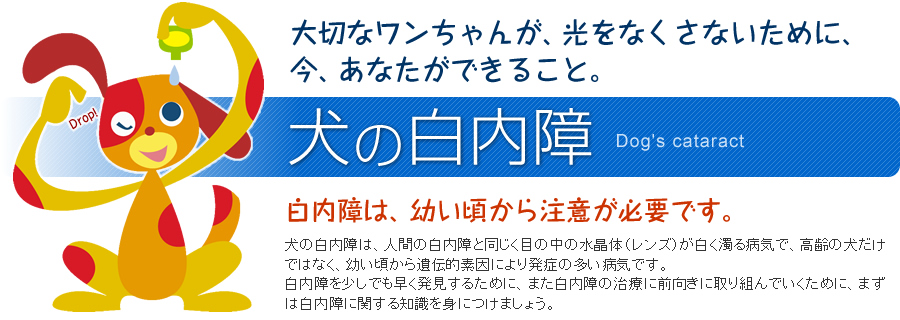 犬の白内障