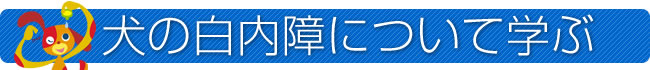 犬の白内障について学ぶ