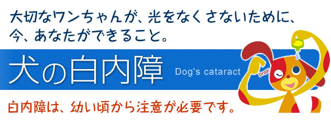 犬の白内障